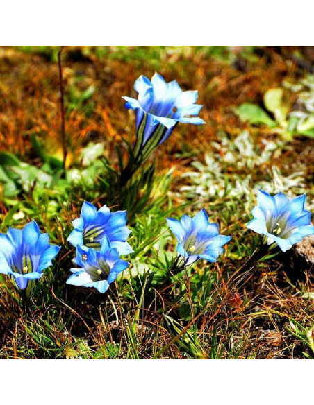 Gentiana sino-ornata Goryczka paskowana
