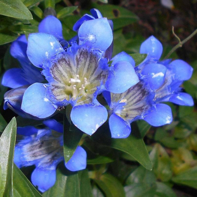 Gentiana septemfida Goryczka siedmiodzielna