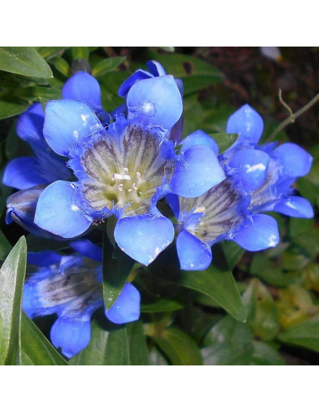 Gentiana septemfida Goryczka siedmiodzielna