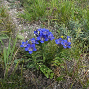 Gentiana septemfida Goryczka siedmiodzielna 2