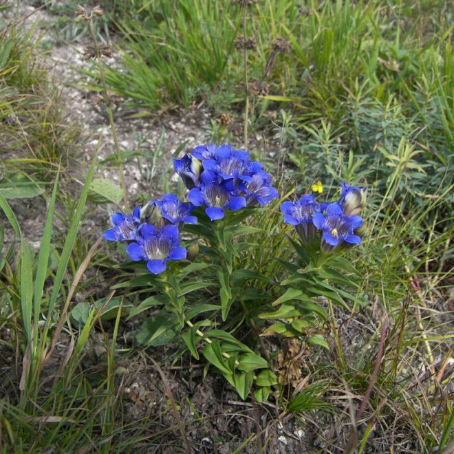 Goryczka siedmiodzielna Gentiana septemfida