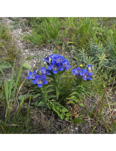 Goryczka siedmiodzielna Gentiana septemfida