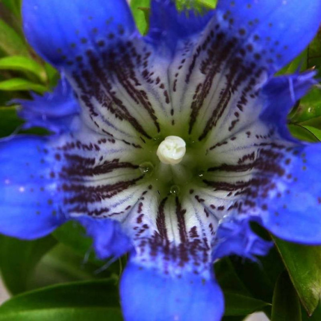 Goryczka Gentiana septemfida siedmiodzielna