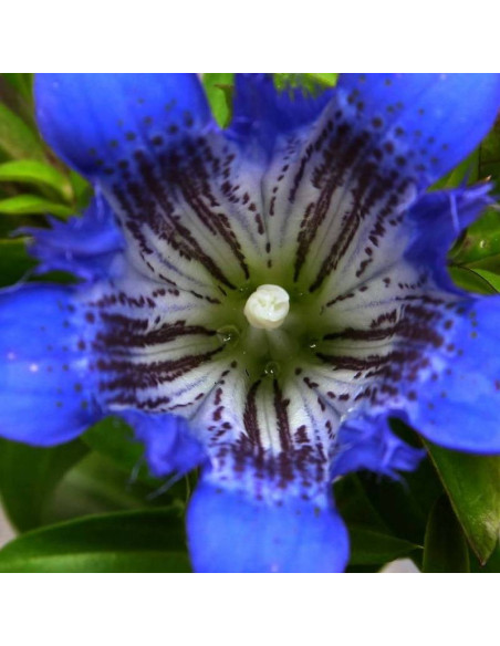 Goryczka Gentiana septemfida siedmiodzielna