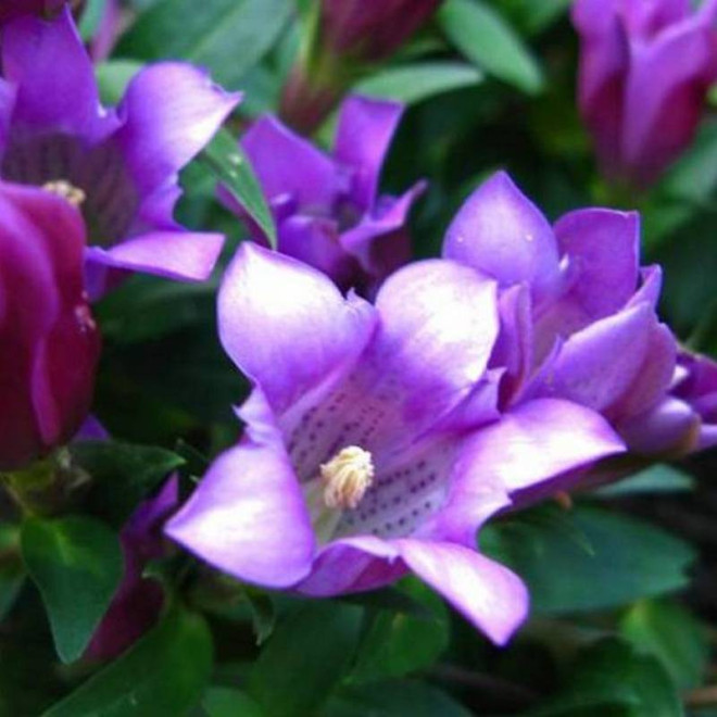 Zuki Rindo Gentiana scabra Goryczka szorstka