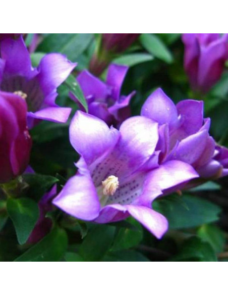 Zuki Rindo Gentiana scabra Goryczka szorstka