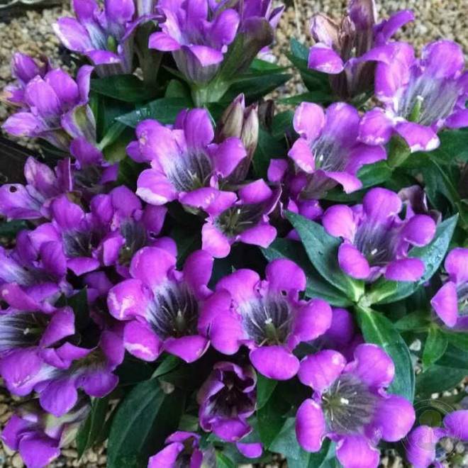 Goryczka szorstka Zuki Rindo Gentiana scabra