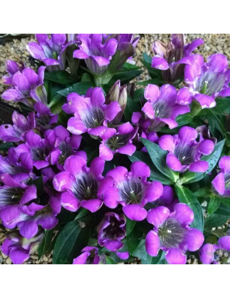 Goryczka szorstka Zuki Rindo Gentiana scabra