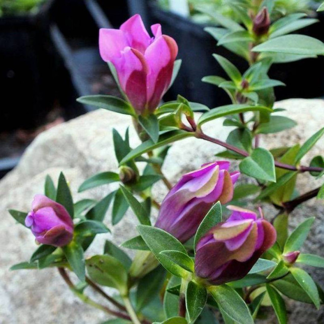 Goryczka szorstka Gentiana scabra Zuki Rindo