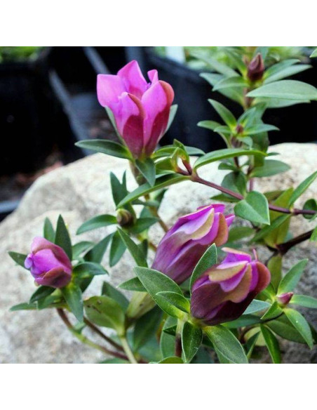 Goryczka szorstka Gentiana scabra Zuki Rindo