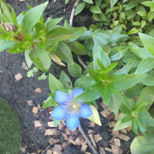 Gentiana dinarica Goryczka dynarska