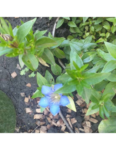 Gentiana dinarica Goryczka dynarska