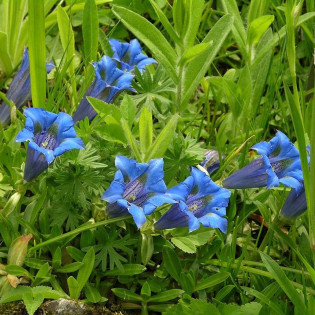 Gentiana dinarica Goryczka dynarska 2