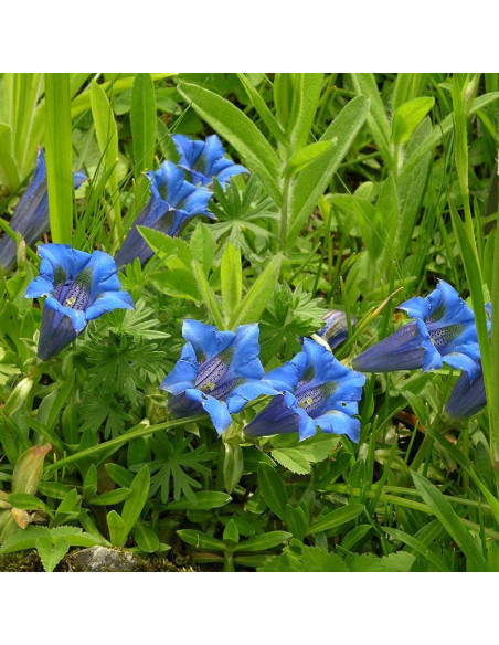 Goryczka dynarska Gentiana dinarica