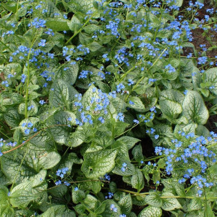 Brunera wielkolistna Sea Heart Brunnera macrophylla 2