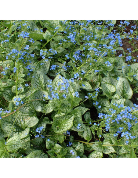 Sea Heart Brunera wielkolistna Brunnera macrophylla
