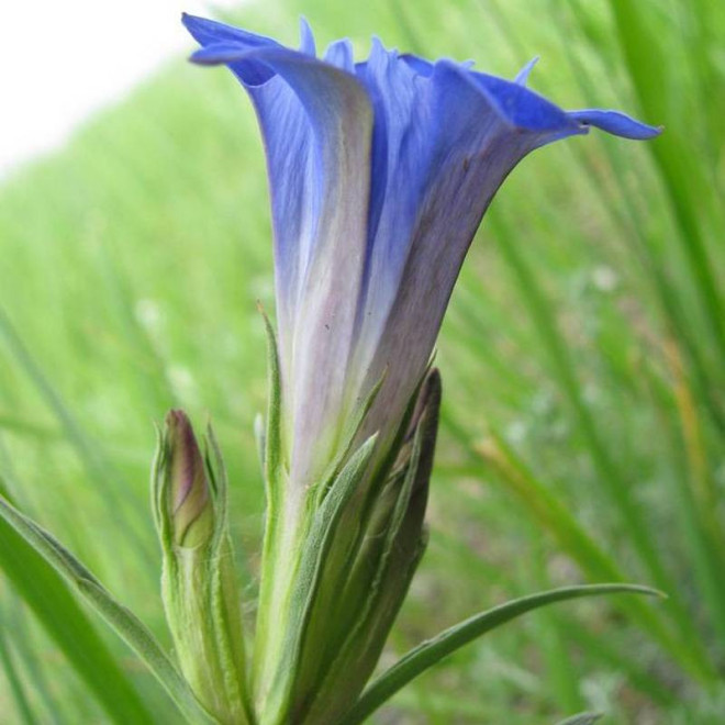 Goryczka dahurska Gentiana dahurica
