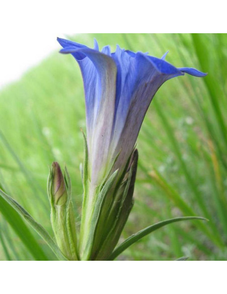 Goryczka dahurska Gentiana dahurica