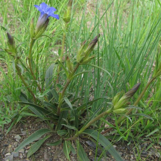 Goryczka dahurska Gentiana dahurica 2