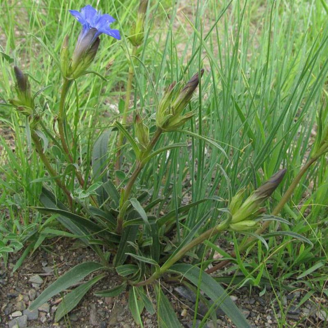 Gentiana dahurica Goryczka dahurska
