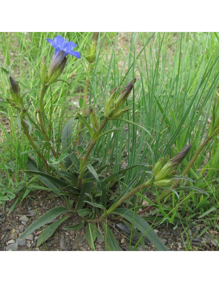 Gentiana dahurica Goryczka dahurska