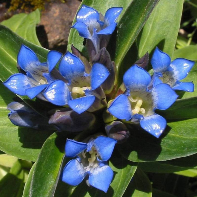Gentiana cruciata Goryczka krzyżowa