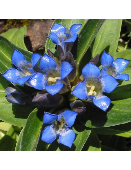 Gentiana cruciata Goryczka krzyżowa
