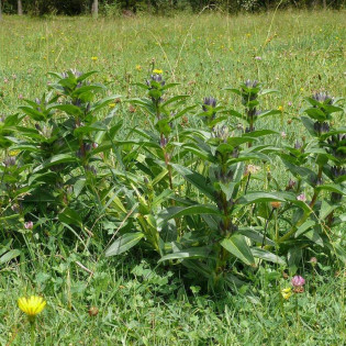 Gentiana cruciata Goryczka krzyżowa 2