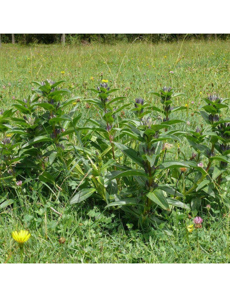Goryczka krzyżowa Gentiana cruciata