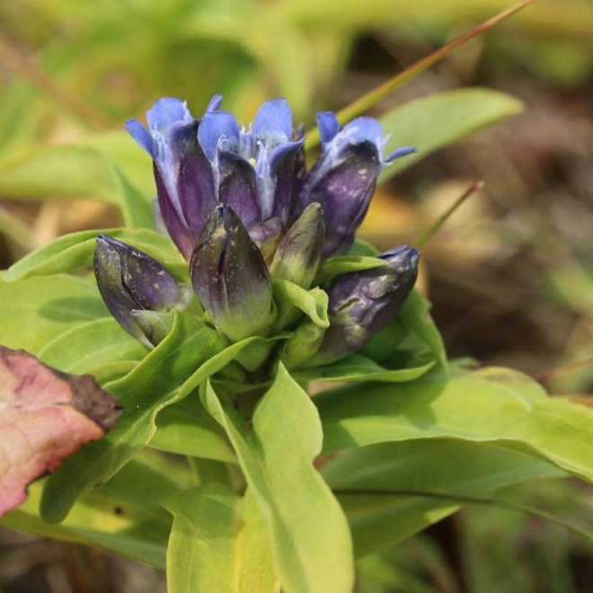 Goryczka Gentiana cruciata krzyżowa