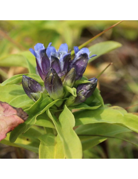 Goryczka Gentiana cruciata krzyżowa