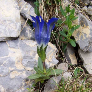 Goryczka krótkołodygowa Gentiana clusii