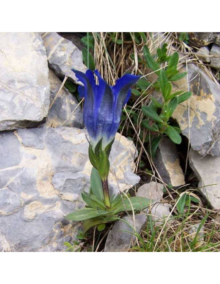 Goryczka krótkołodygowa Gentiana clusii