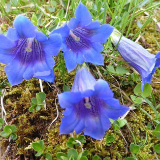 Goryczka krótkołodygowa Gentiana clusii 2