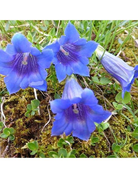 Gentiana clusii Goryczka krótkołodygowa