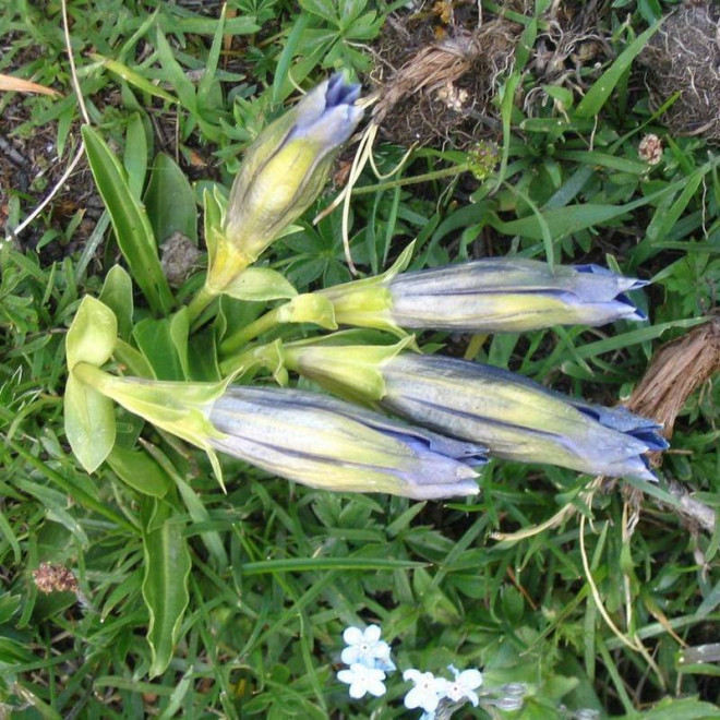 Goryczka Gentiana clusii krótkołodygowa