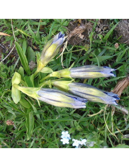 Goryczka Gentiana clusii krótkołodygowa