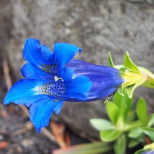 Gentiana acaulis Goryczka bezłodygowa