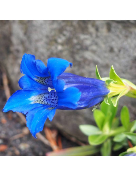 Gentiana acaulis Goryczka bezłodygowa