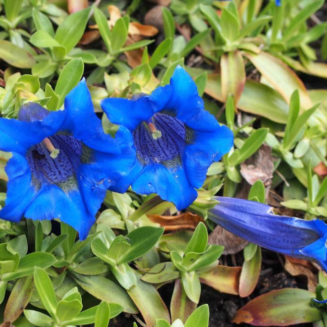 Goryczka bezłodygowa Gentiana acaulis