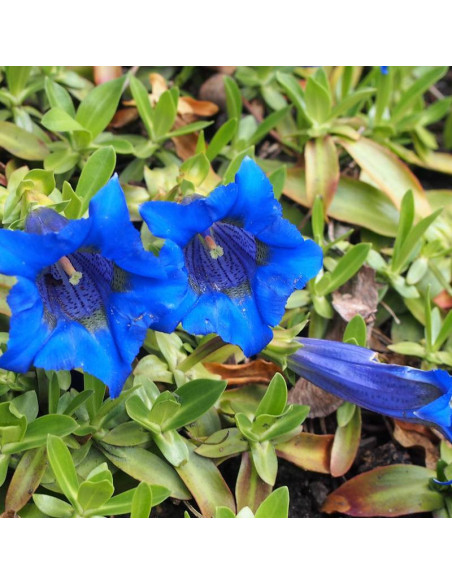 Goryczka bezłodygowa Gentiana acaulis