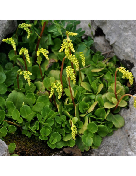 Chiastofil naprzeciwlistny Chiastophyllum oppositifolium