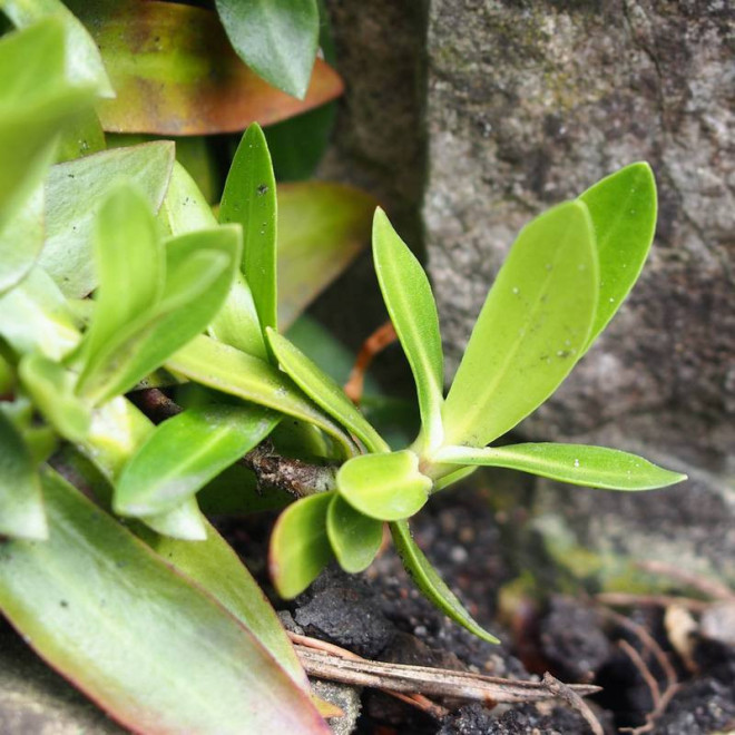 Goryczka Gentiana acaulis bezłodygowa