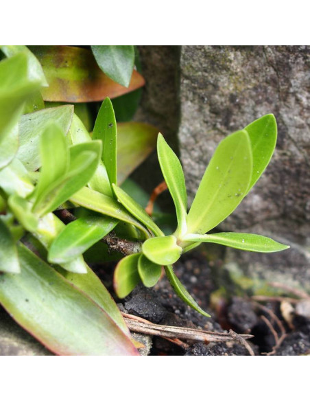 Goryczka Gentiana acaulis bezłodygowa
