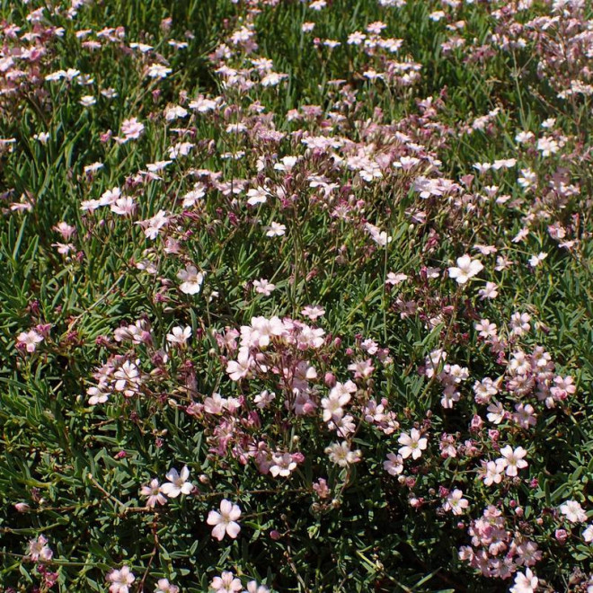 Gipsówka rozesłana Rose Gypsophila repens