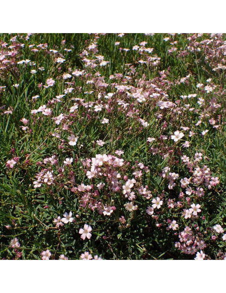 Gipsówka rozesłana Rose Gypsophila repens