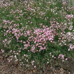 Gipsówka rozesłana Rose Gypsophila repens 2