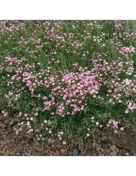Rose Gypsophila repens Gipsówka rozesłana
