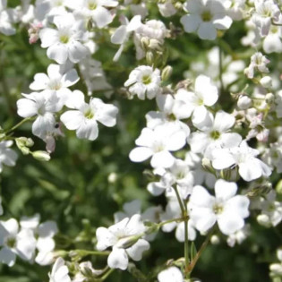 Filou White Gypsophila repens Gipsówka rozesłana