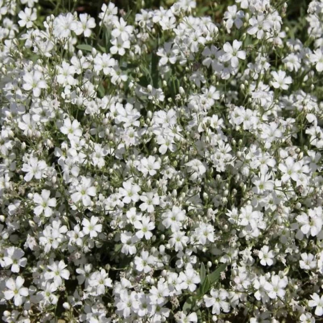 Gipsówka rozesłana Filou White Gypsophila repens